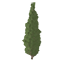 Leyland Cypress Symbol Style