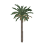 Date Palm Symbol Style