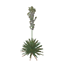 Sea Islands Yucca Symbol Style