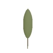 Douglas Fir Symbol Style